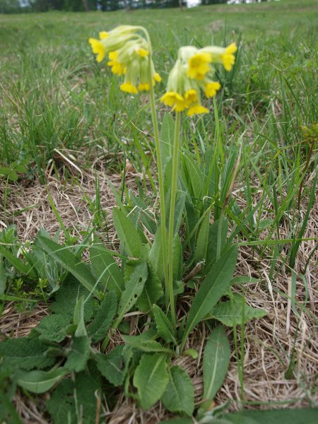 Potentilla alba e Primula veris subsp. suaveolens